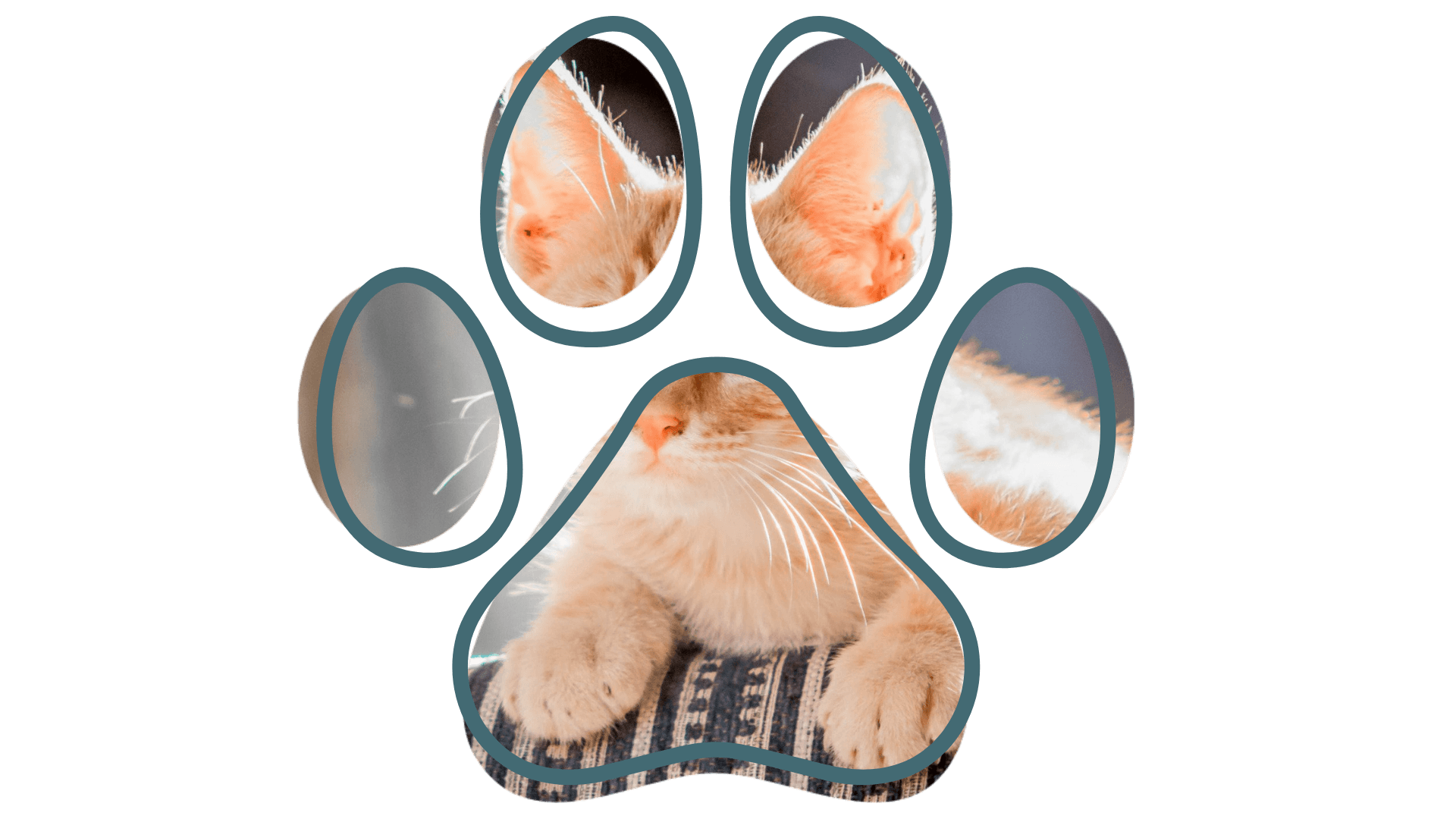 Veterinarian near me senior dog checkup at Colonial Animal Hospital Fort Myers