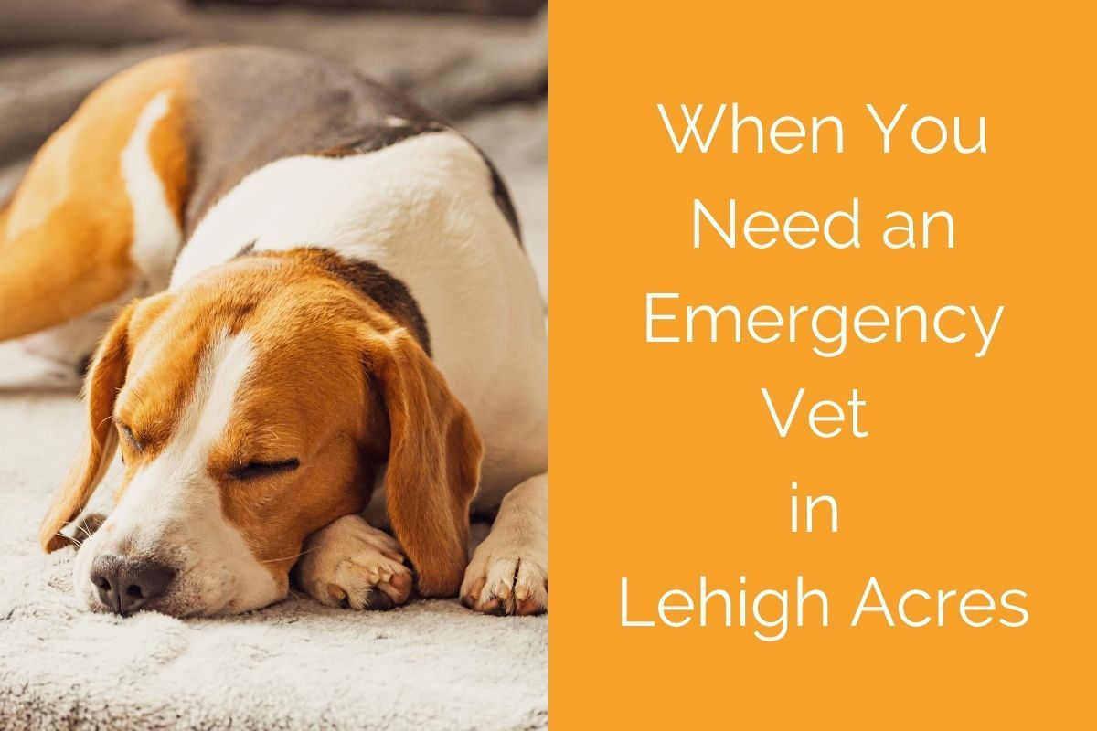 When You Need an Emergency Vet in Lehigh Acres