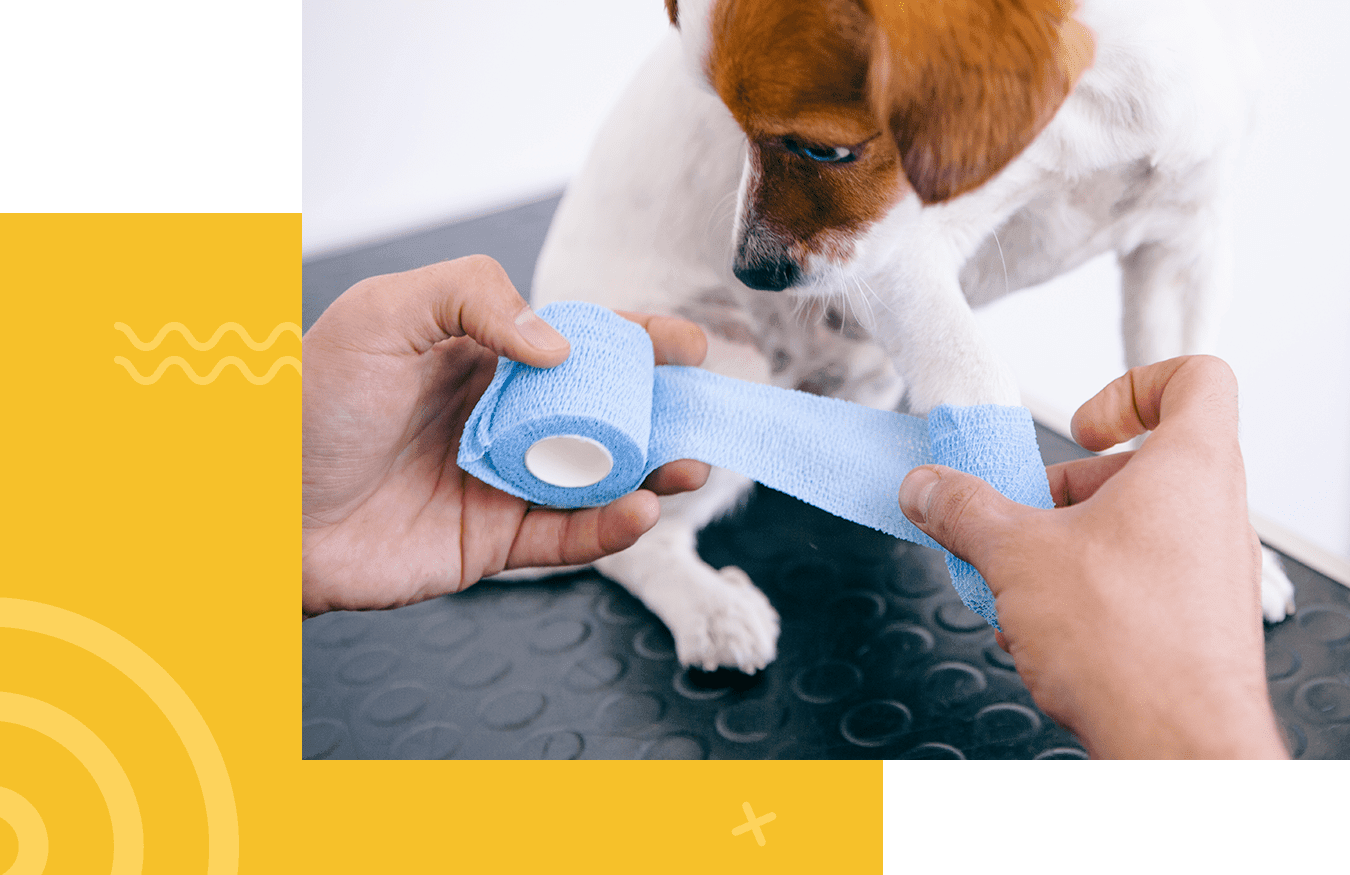 cheap pet emergency care