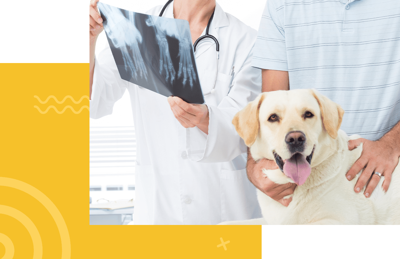 how much should blood work cost for a dog