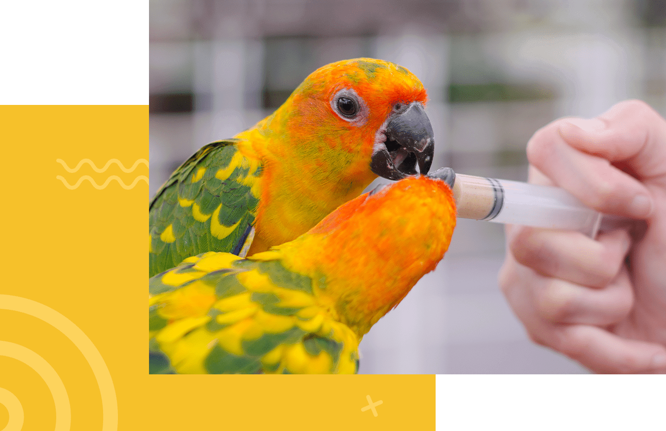 Colonial Animal Hospital | Exotics & Avian Vet Fort Myers, Lehigh Acres,  Estero