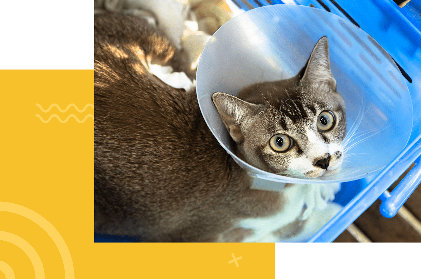 Inexpensive spaying hot sale