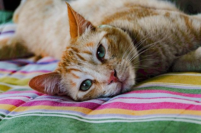 A ginger cat with green eyes relaxing on a colorful striped blanket.