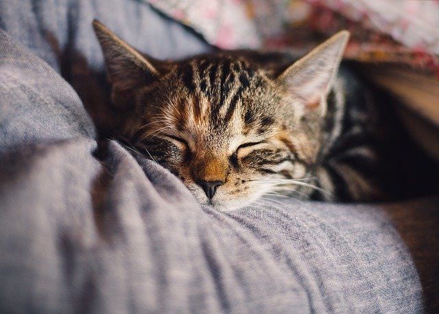 A tabby cat peacefully sleeping on a soft, gray cushion.
