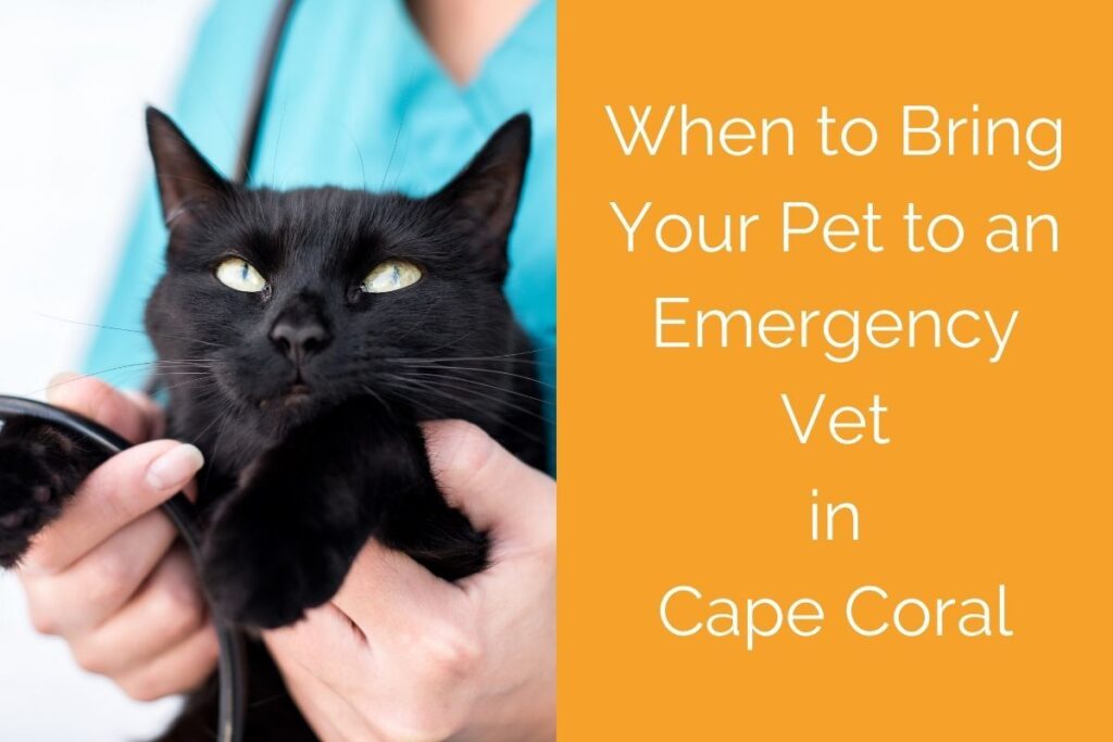 A black cat being held by a person in scrubs; text reads "When to Bring Your Pet to an Emergency Vet in Cape Coral."