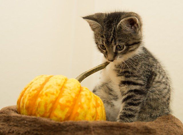 A gray and white kitten sits next to a small orange and yellow pumpkin, curiously touching its stem.