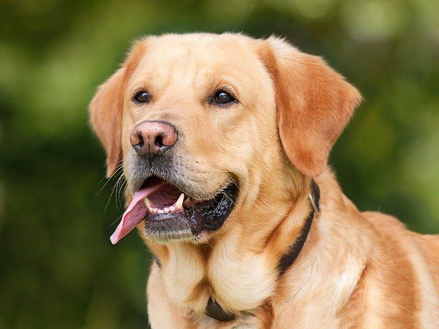 Golden Labrador Retriever with a black collar, panting and looking alert against a blurred green background.