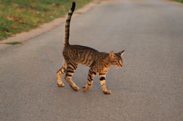 A tabby cat with stripes walks confidently across a paved road, tail raised high.