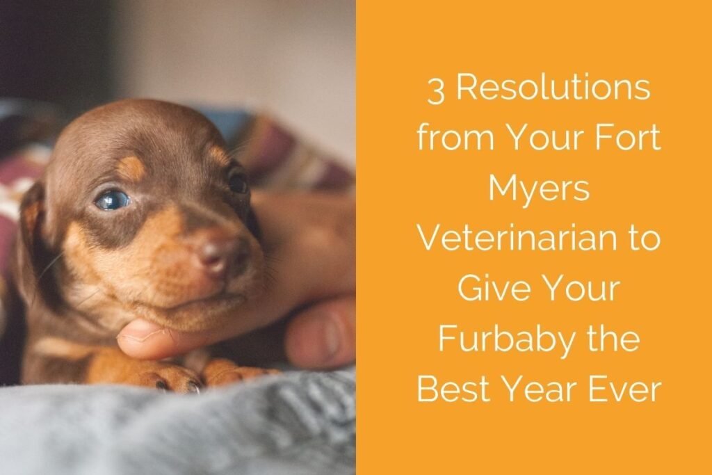 A small brown puppy being gently held, with text about resolutions from a Fort Myers veterinarian.