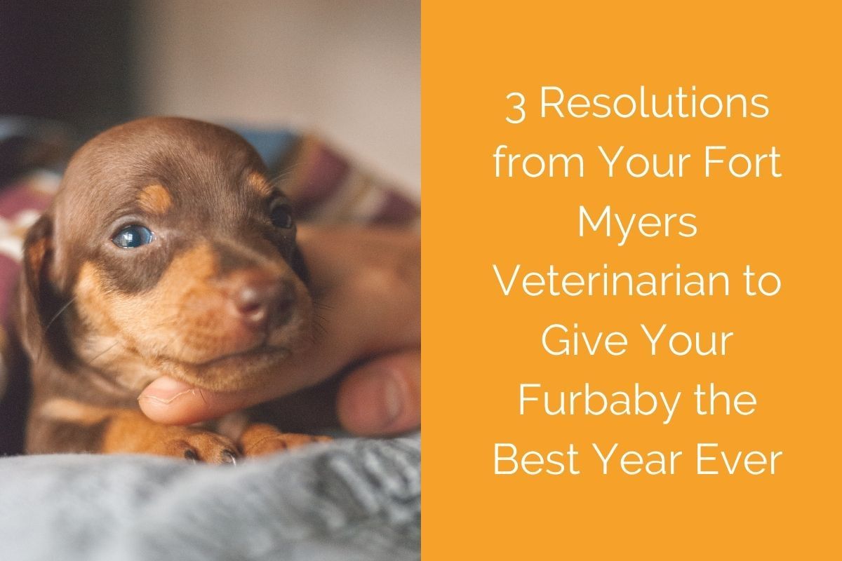 A small brown puppy being gently held, with text about resolutions from a Fort Myers veterinarian.