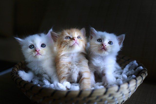 Three fluffy kittens sitting in a wicker basket, looking up with curious expressions.