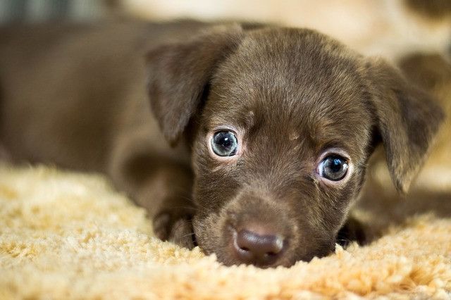 A cute brown puppy with big eyes lying on a soft, light-colored rug, looking towards the camera.