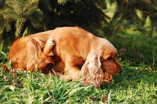 A golden cocker spaniel scratches itself while sitting in lush green grass.