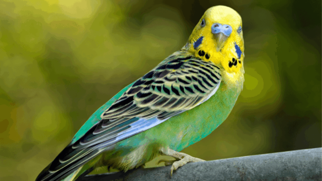 A vibrant budgerigar with green, yellow, and blue feathers perched on a branch, facing the camera.