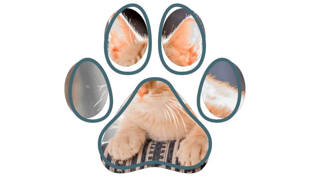 A ginger cat resting inside a paw-shaped frame, showing its ears, face, and paws.