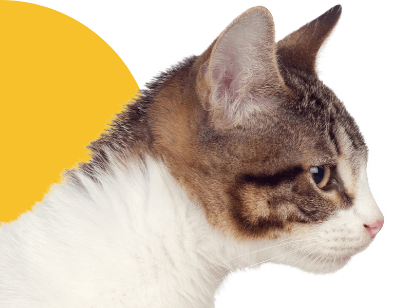 Profile of a tabby and white cat with attentive gaze and upright ears.