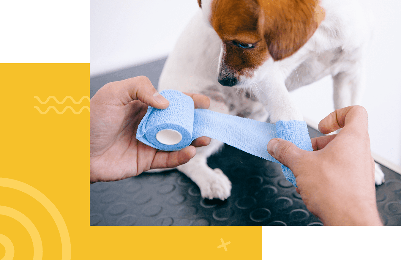 Person wrapping a dog's paw with blue bandage.
