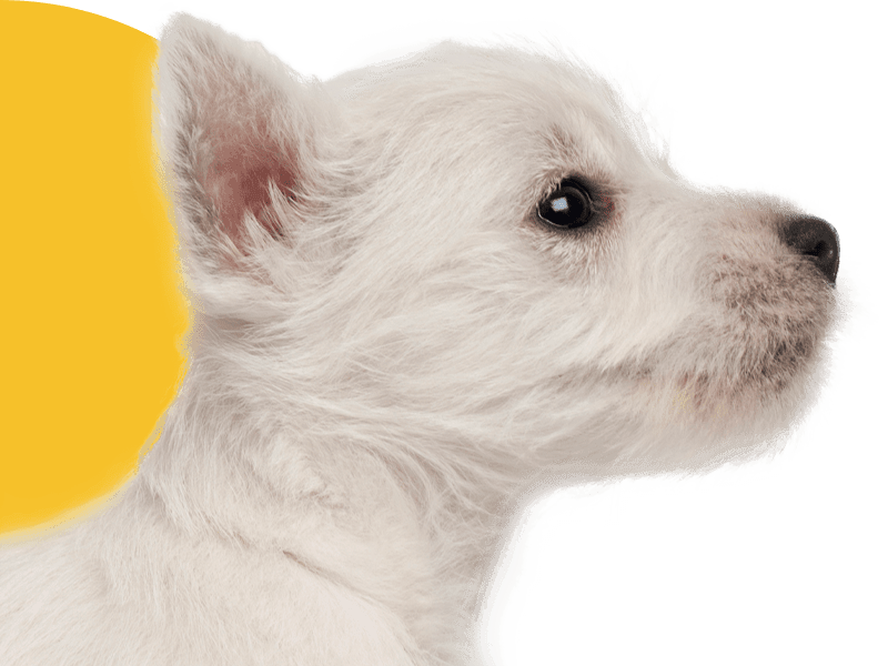 Side profile of a fluffy white puppy with perky ears and a curious expression.