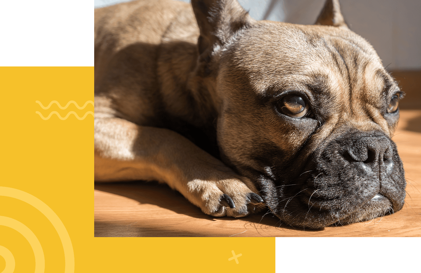 A French Bulldog lying on a wooden floor, basking in sunlight.