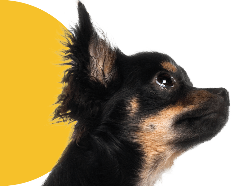 Close-up profile of a small dog with large ears, looking upwards.