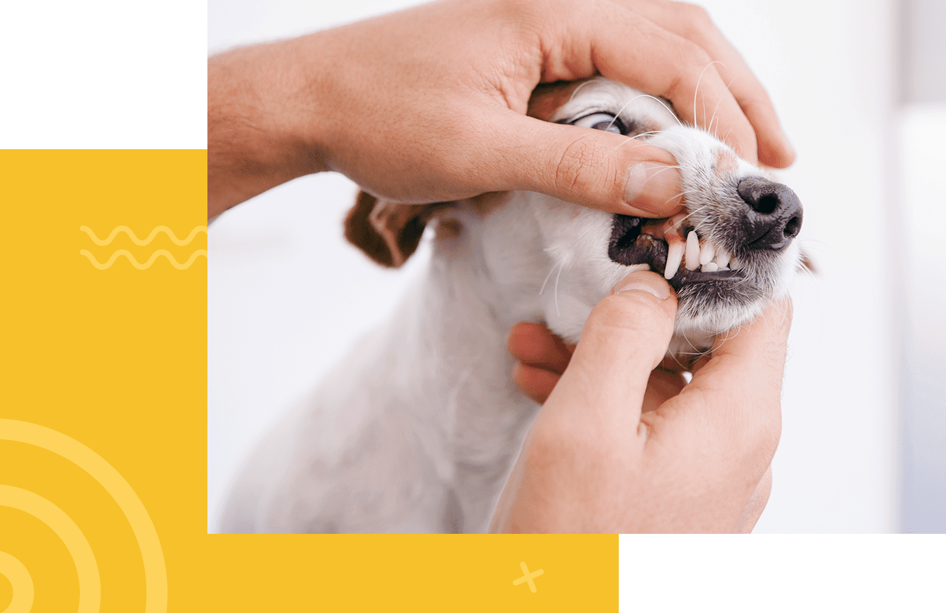 Person checking a dog's teeth by gently opening its mouth.