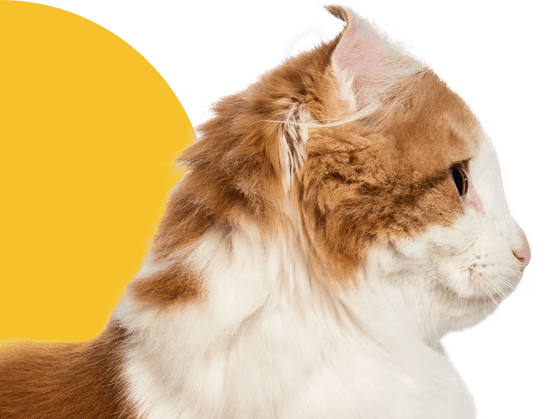 Profile of a long-haired ginger and white cat with a fluffy ear.