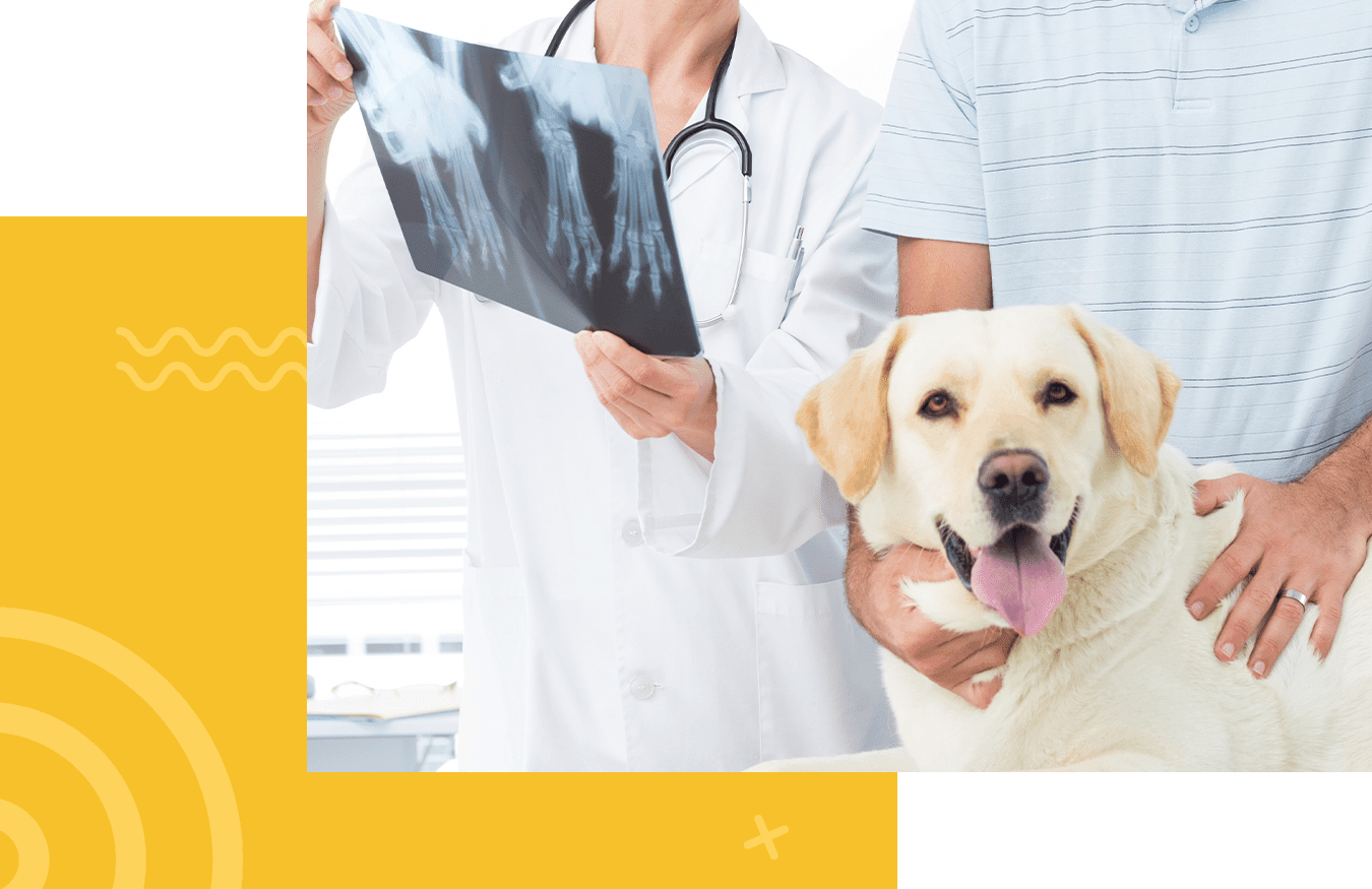 Veterinarian holding an X-ray near a smiling Labrador retriever, with a person embracing the dog.