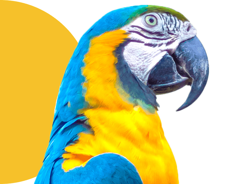 A vibrant blue and yellow parrot with a curved beak and striking eyes.