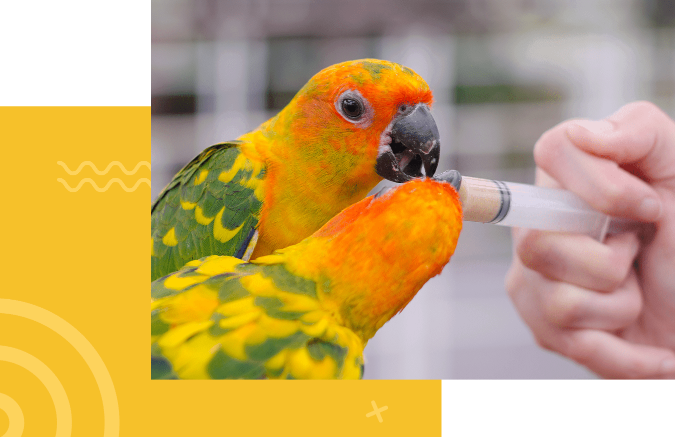 Two colorful parrots being fed from a syringe by a person's hand.