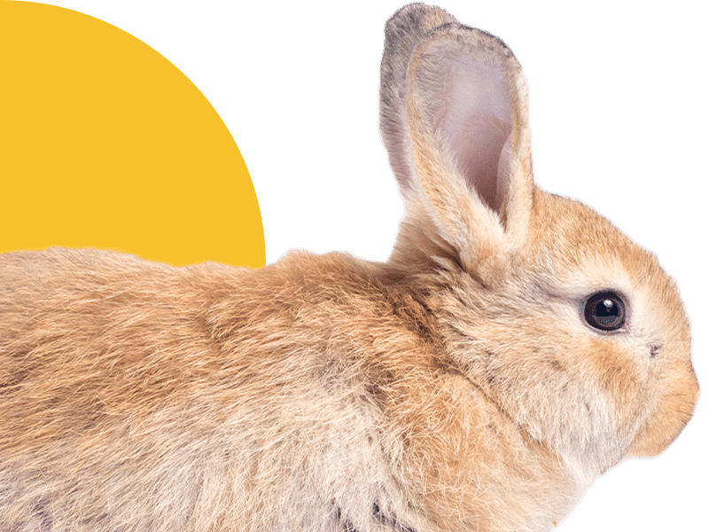 Close-up profile of a fluffy, light brown rabbit with large ears and dark eyes.