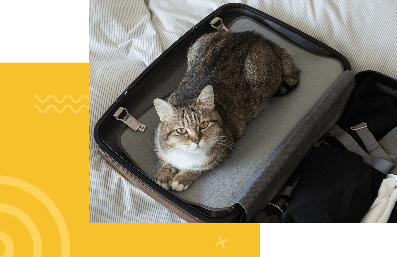 A tabby cat comfortably sitting inside an open suitcase on a striped fabric surface.