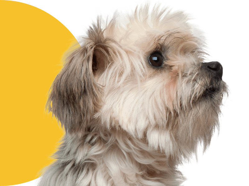 Fluffy dog with brown and white fur looking attentively to the right.