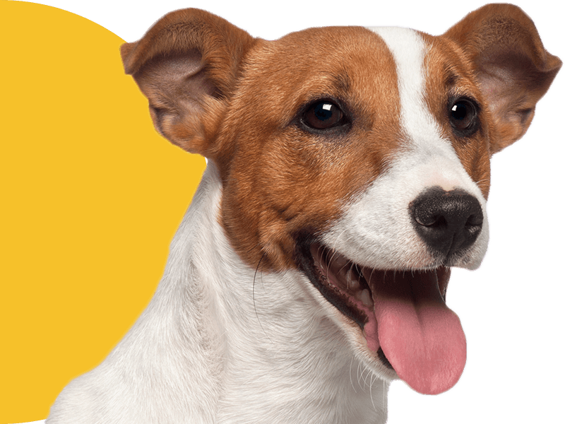 Smiling brown and white dog with tongue out and alert ears.