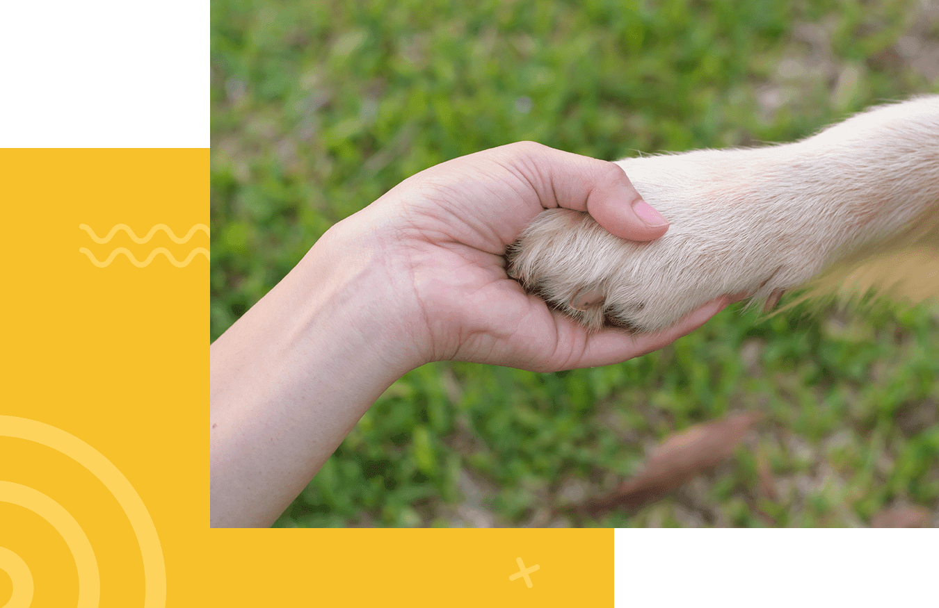 A hand gently holding a dog's paw against a grassy background.