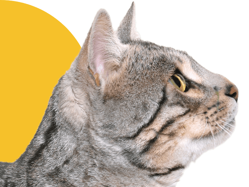 Profile of a tabby cat with yellow eyes looking to the right, with a yellow circle in the background.
