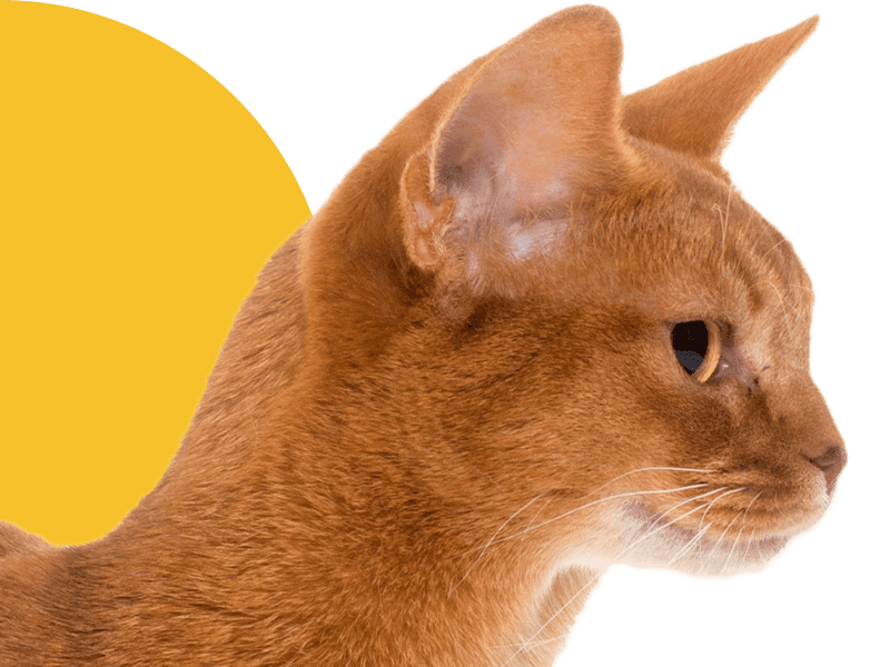 Side profile of an orange cat with pointed ears, looking forward.