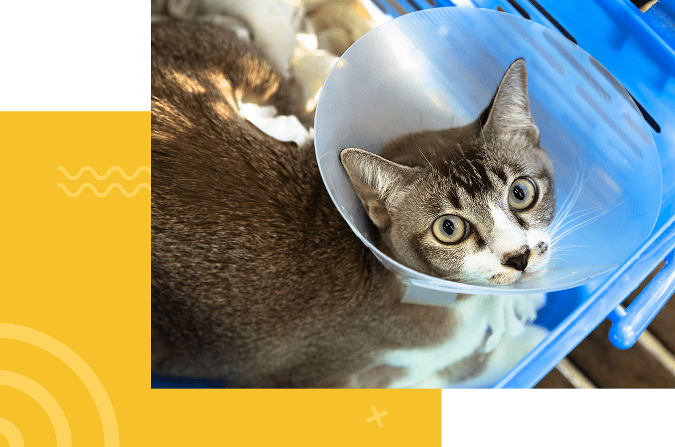 A cat with a cone collar lies in a blue basket, looking upward with wide eyes.