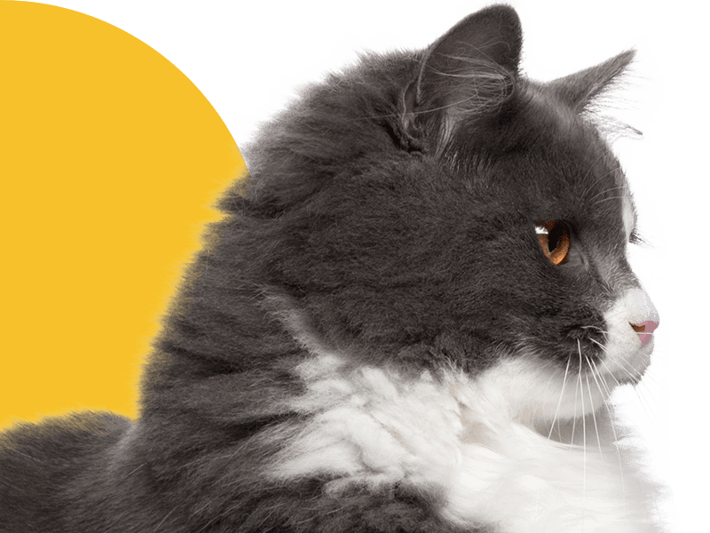 Fluffy gray and white cat with orange eyes in profile view against a yellow background.