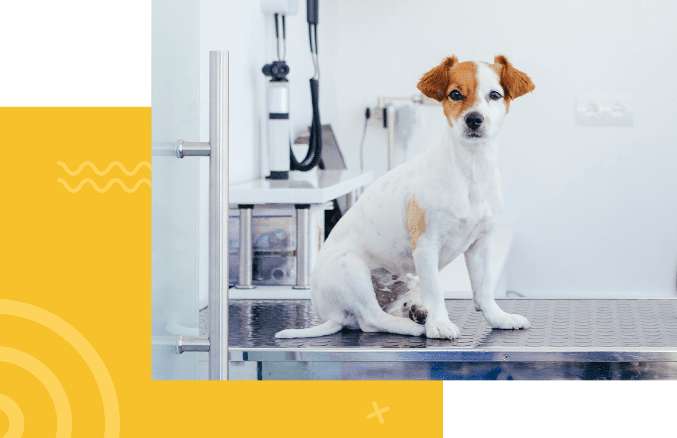 Small brown and white dog sitting on a metal table in a veterinary clinic.