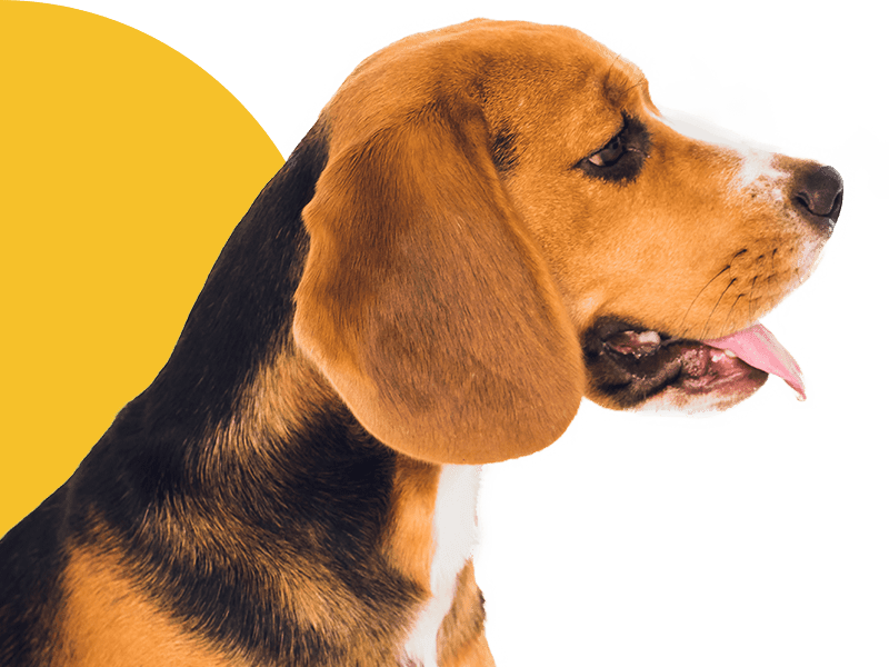 Side profile of a beagle with its tongue out, against a mustard yellow background.