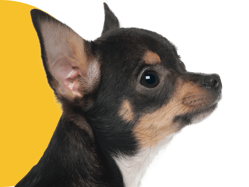 Side profile of a small Chihuahua with alert ears and bright eyes.