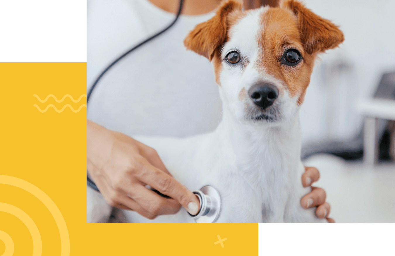 A small dog being examined with a stethoscope by a person.