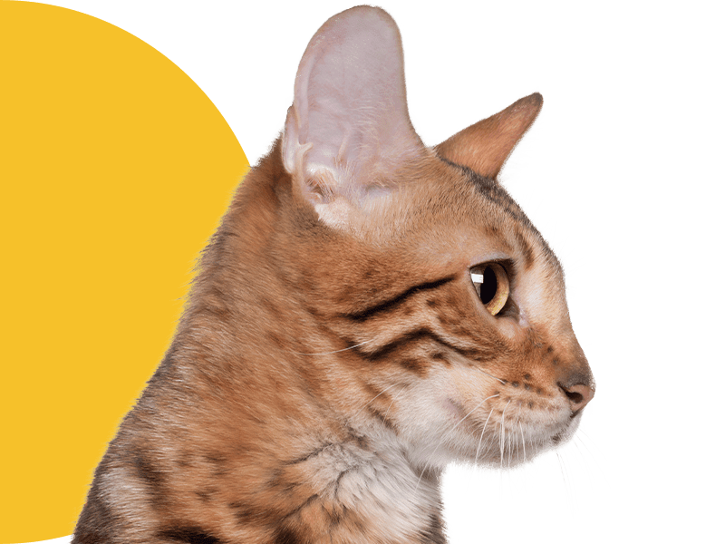 Profile view of a tabby cat with striking patterns and alert ears.