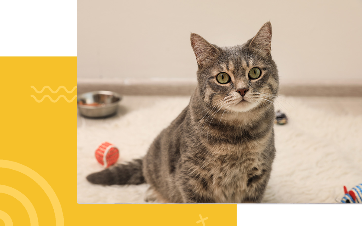 A tabby cat sits on a fluffy rug, surrounded by colorful toys and a metal bowl.