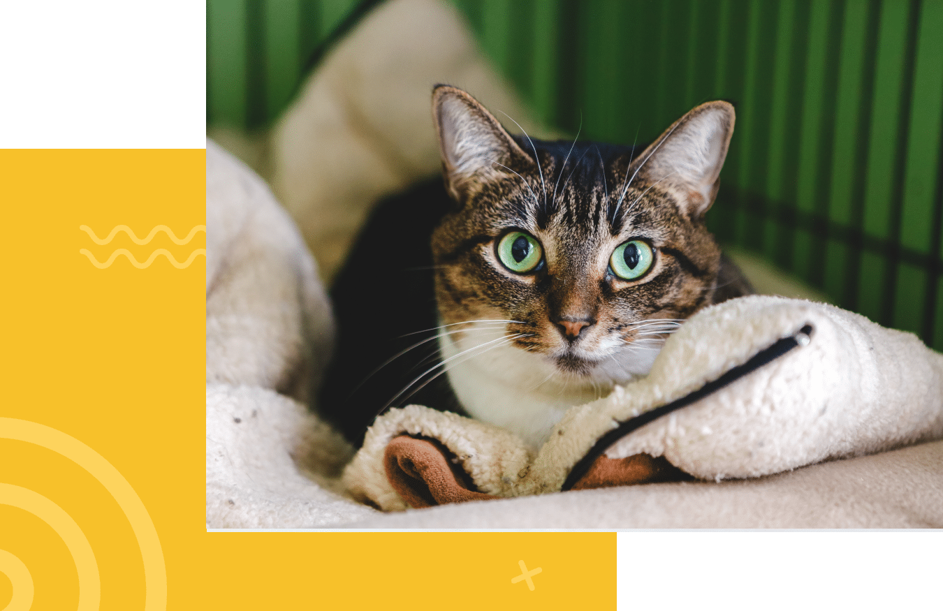 Tabby cat with green eyes lying on a soft, plush cushion, looking directly at the viewer.