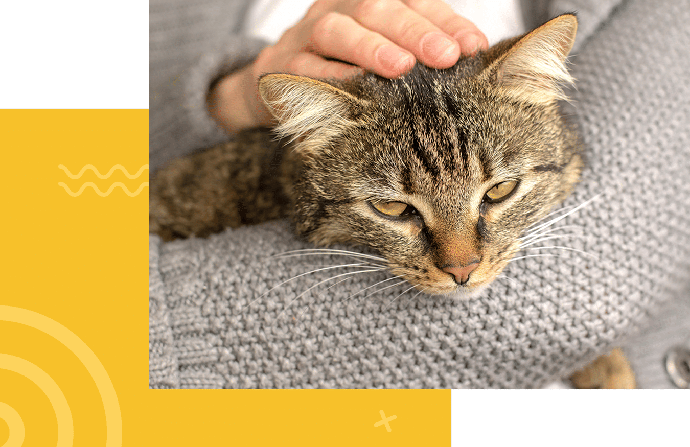 A tabby cat being petted while resting in someone's arms.