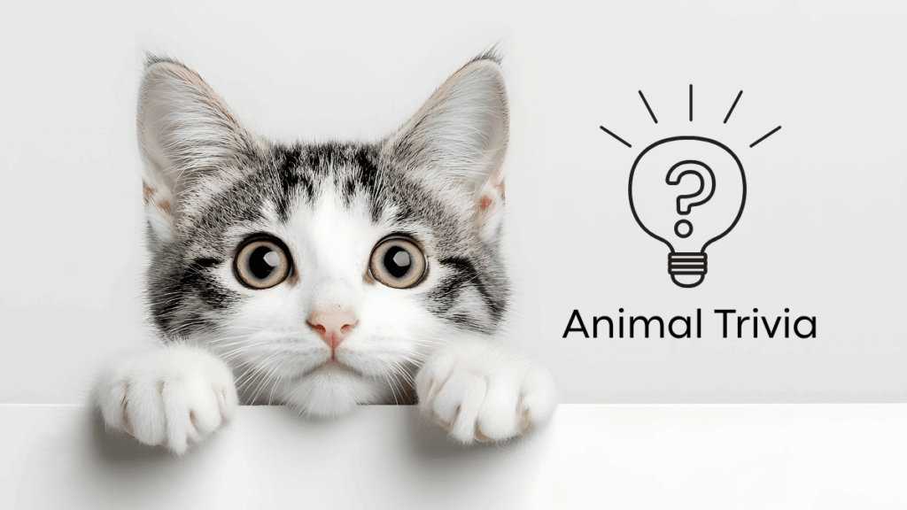 A curious cat peeks over a ledge next to the text "Animal Trivia" and a lightbulb icon.