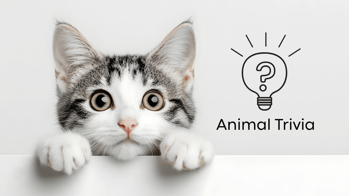 A curious cat peeks over a ledge next to the text "Animal Trivia" and a lightbulb icon.