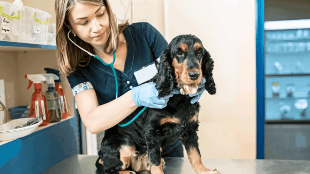 A veterinarian examines a black and tan dog on a table.