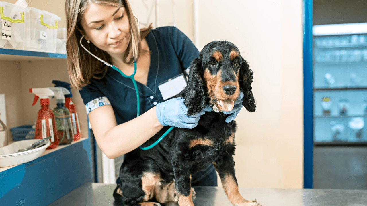 A veterinarian examines a black and tan dog on a table.